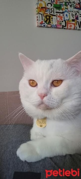 British Shorthair, Kedi  BULUT fotoğrafı