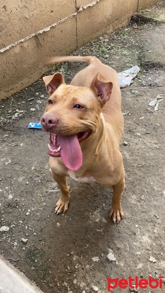 Amerikan Pitbull Terrier, Köpek  Şila fotoğrafı