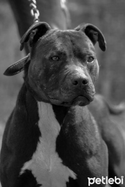 Bull Terrier, Köpek  Fişek fotoğrafı