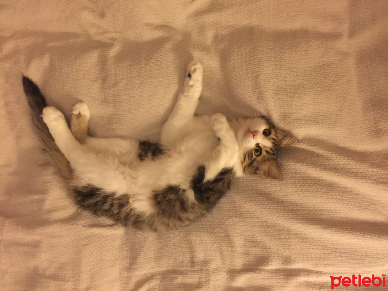 Tekir Kedi, Kedi  Minik bebek fotoğrafı