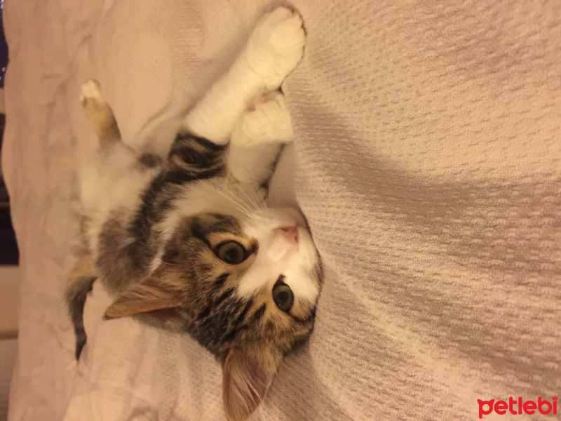 Tekir Kedi, Kedi  Minik bebek fotoğrafı