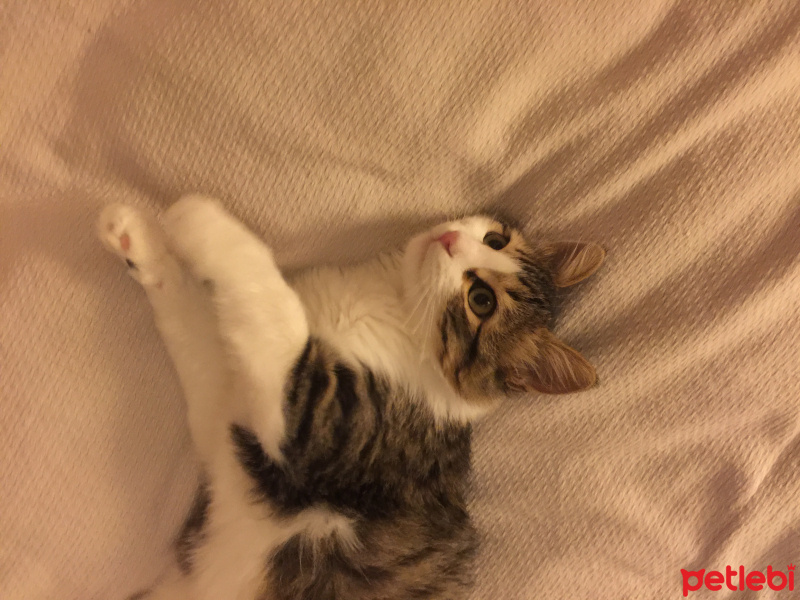 Tekir Kedi, Kedi  Minik bebek fotoğrafı