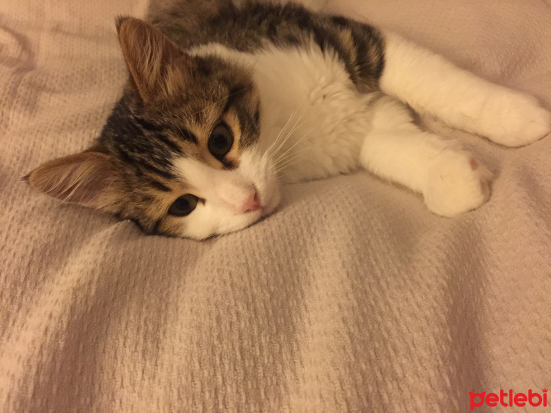 Tekir Kedi, Kedi  Minik bebek fotoğrafı