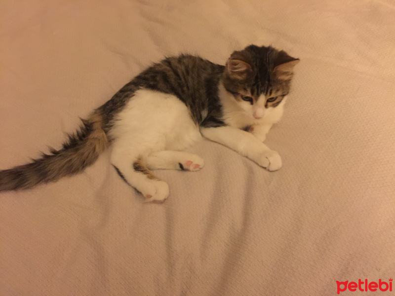 Tekir Kedi, Kedi  Minik bebek fotoğrafı