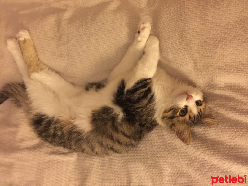 Tekir Kedi, Kedi  Minik bebek fotoğrafı