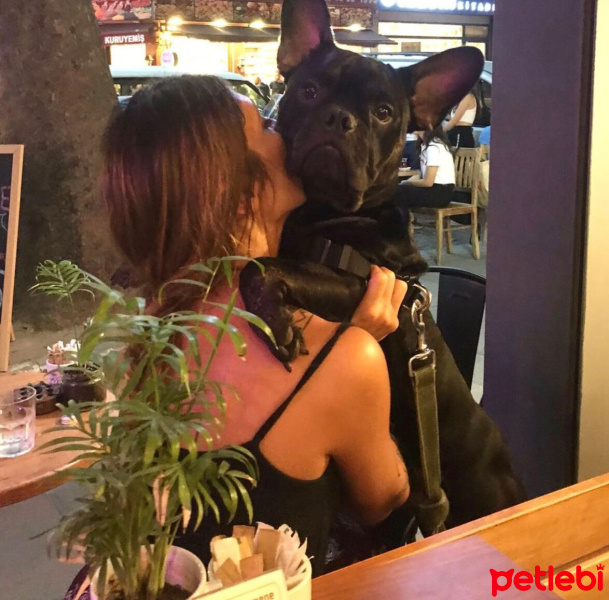 Fransız Bulldog, Köpek  Alfie fotoğrafı