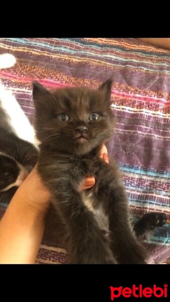 British Shorthair, Kedi  Dolunay fotoğrafı