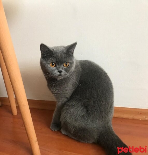 British Shorthair, Kedi  Mira fotoğrafı