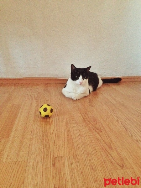 Tuxedo (Smokin) Kedi, Kedi  Kubo fotoğrafı