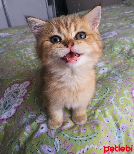 British Shorthair, Kedi  Simba fotoğrafı