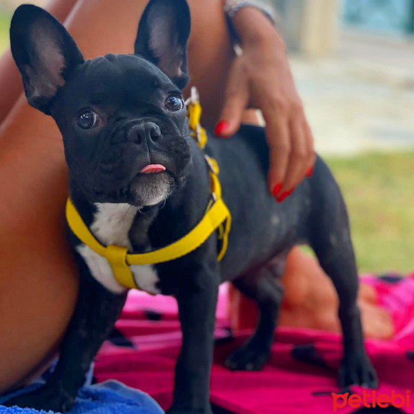 Fransız Bulldog, Köpek  Pablo fotoğrafı