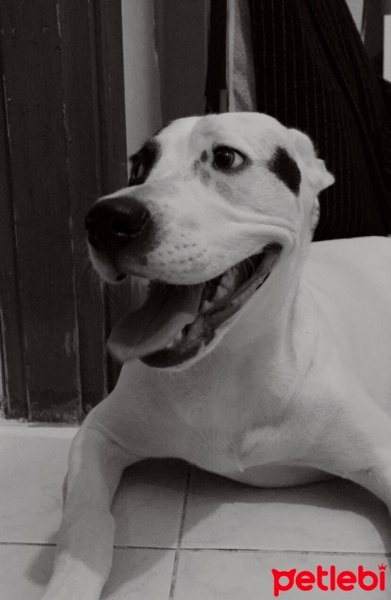 Dogo Arjantin, Köpek  İrma fotoğrafı