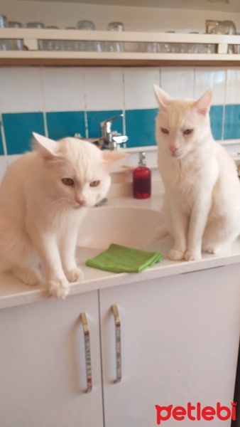 Van Kedisi, Kedi  Çilek bulut fotoğrafı