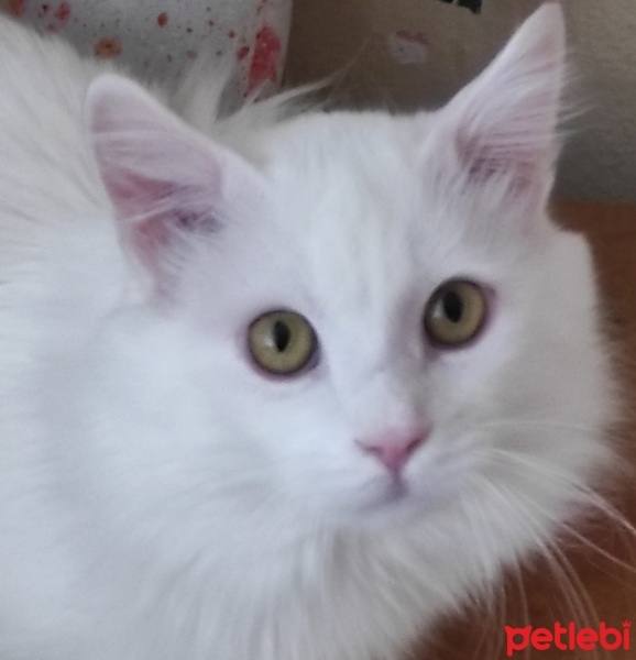 Van Kedisi, Kedi  Çilek bulut fotoğrafı