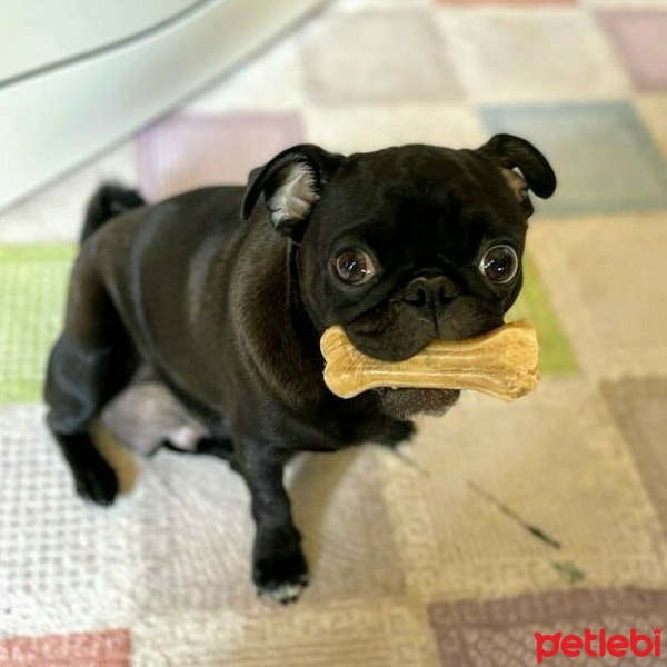 Pug, Köpek  Lila fotoğrafı