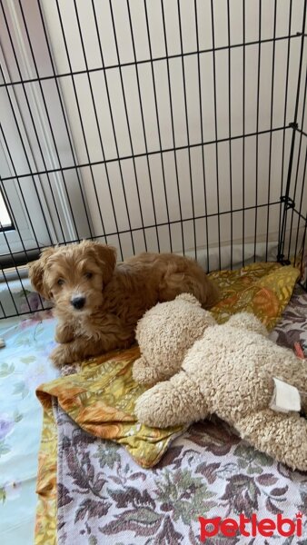 Poodle(Standart Kaniş), Köpek  Babi fotoğrafı