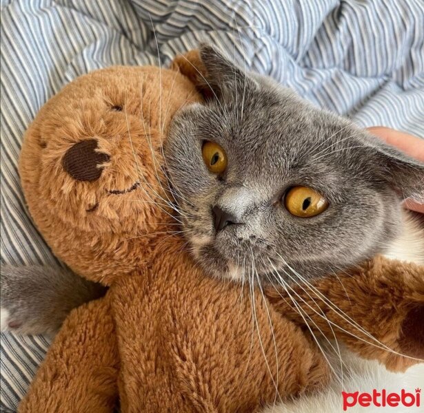 Scottish Fold, Kedi  sütlaç fotoğrafı