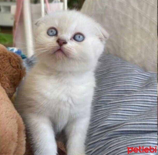 Scottish Fold, Kedi  sütlaç fotoğrafı