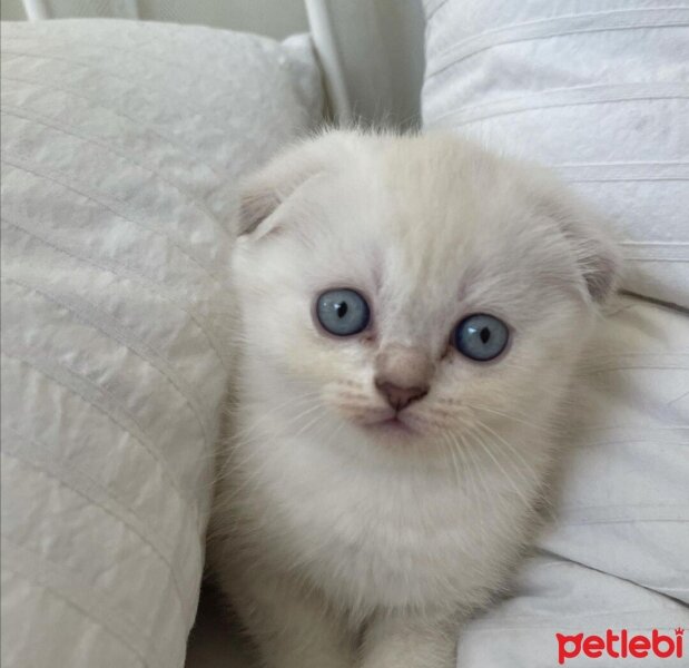 Scottish Fold, Kedi  sütlaç fotoğrafı