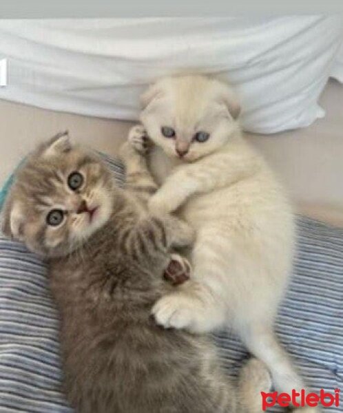 Scottish Fold, Kedi  sütlaç fotoğrafı