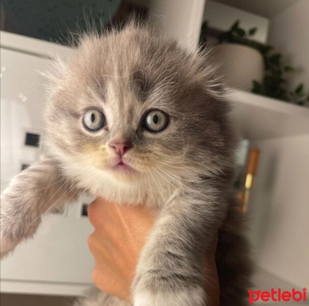 Scottish Fold, Kedi  sütlaç fotoğrafı