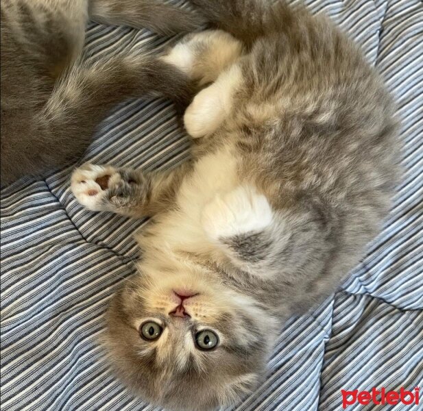 Scottish Fold, Kedi  sütlaç fotoğrafı