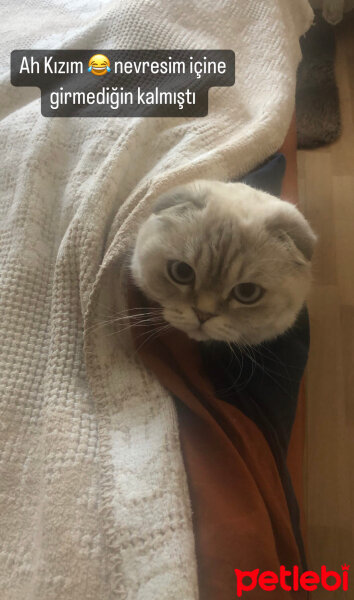 Scottish Fold, Kedi  sütlaç fotoğrafı