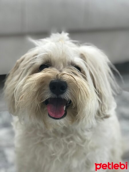 Maltese, Köpek  Conti fotoğrafı