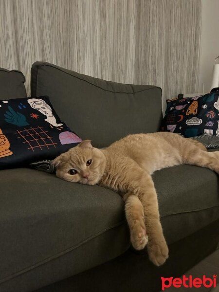 Scottish Fold, Kedi  matiz fotoğrafı