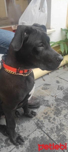 Cane Corso Italiano, Köpek  Ares fotoğrafı