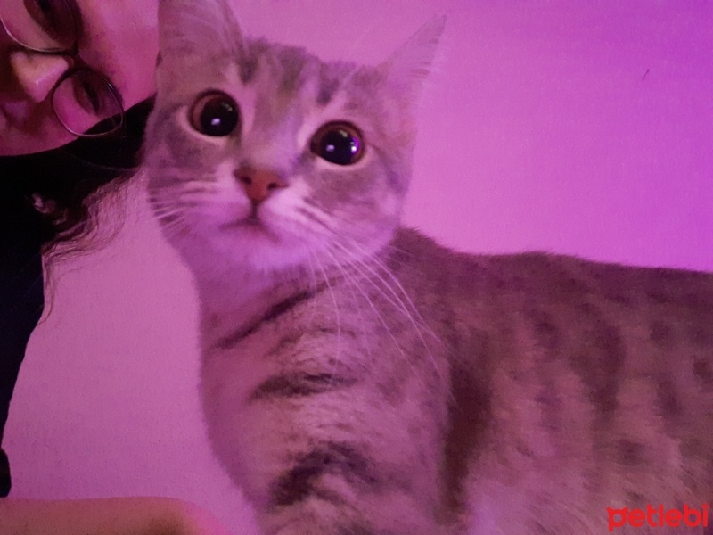 Tekir Kedi, Kedi  Dobby fotoğrafı