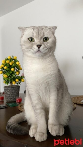 Scottish Fold, Kedi  toroman fotoğrafı