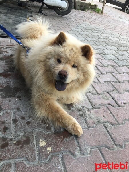 Chow Chow (çin Aslanı), Köpek  Cesi fotoğrafı