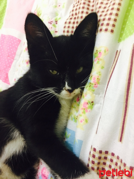 Tekir Kedi, Kedi  Şımarık  fotoğrafı