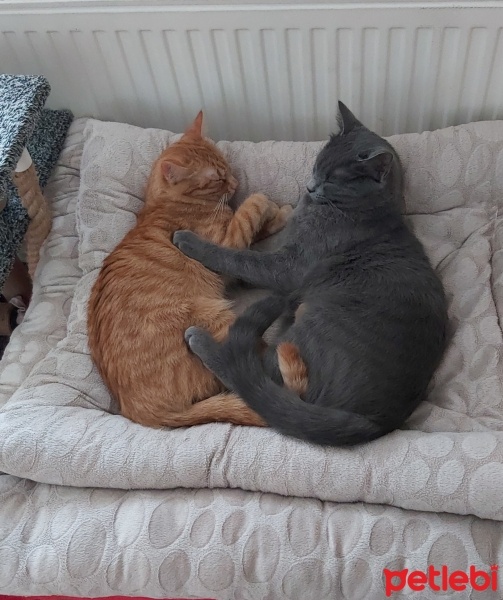 Sarman, Kedi  Prenses ve balkız fotoğrafı