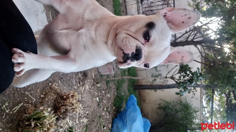 Fransız Bulldog, Köpek  Alex fotoğrafı