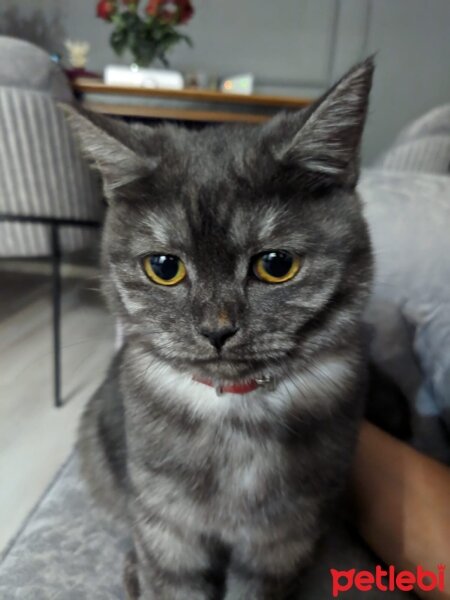 British Shorthair, Kedi  Artemis fotoğrafı