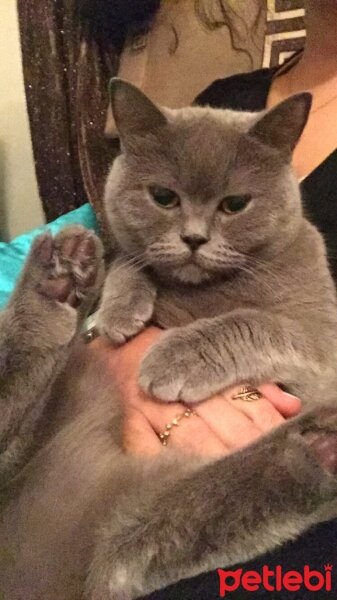 British Shorthair, Kedi  Aşkım fotoğrafı