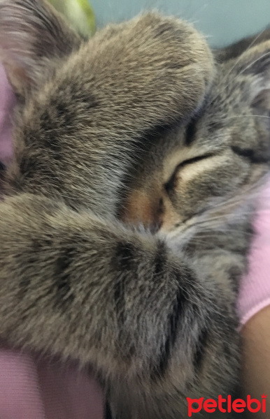 Soke, Kedi  Eylül fotoğrafı