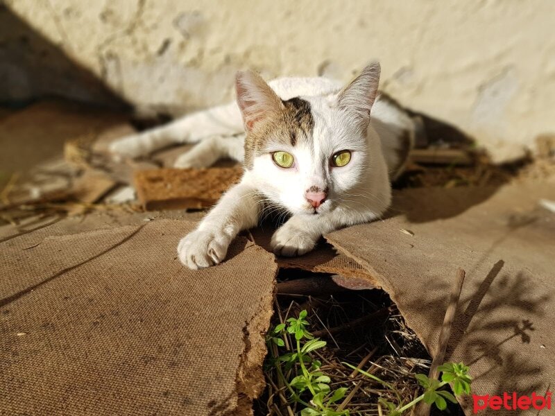 Tekir Kedi, Kedi  Boncuk fotoğrafı