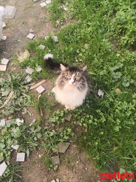 Tekir Kedi, Kedi  Boncuk fotoğrafı