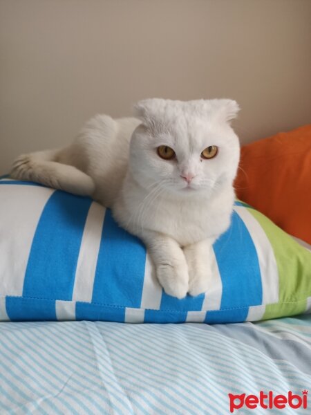 Scottish Fold, Kedi  Sosa fotoğrafı