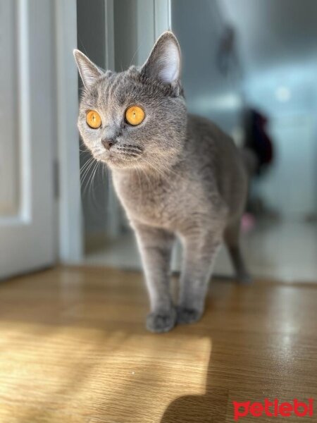 British Shorthair, Kedi  bella fotoğrafı