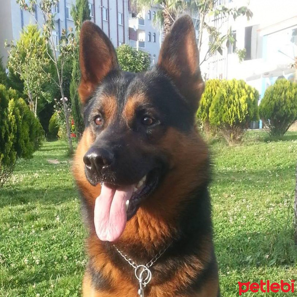 Alman Çoban Köpeği, Köpek  DUMAN fotoğrafı