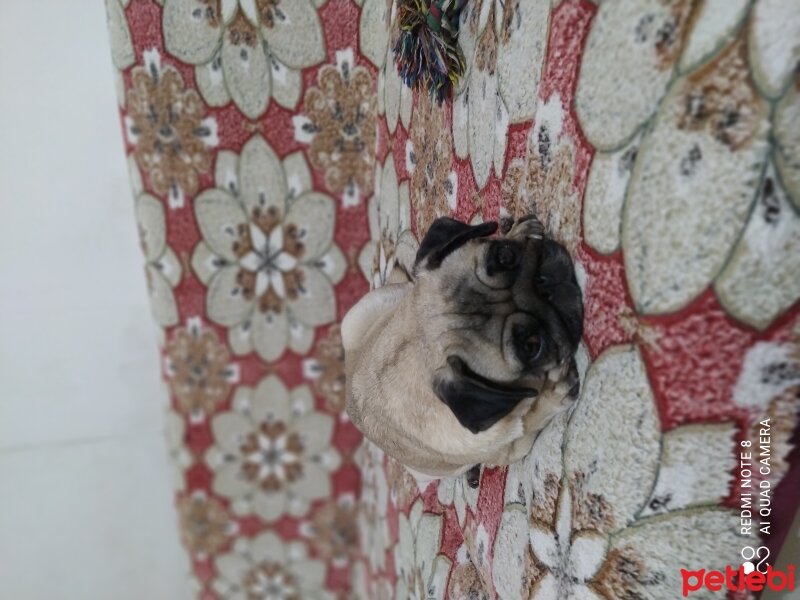 Pug, Köpek  Linda fotoğrafı