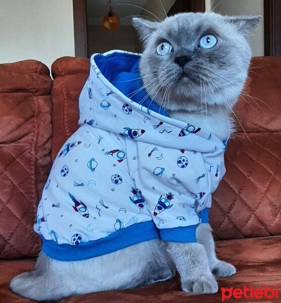 British Shorthair, Kedi  Venüs fotoğrafı