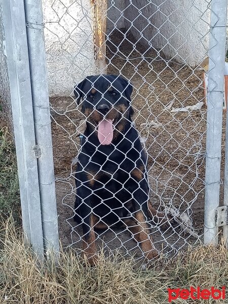 Rottweiler, Köpek  Ateş fotoğrafı