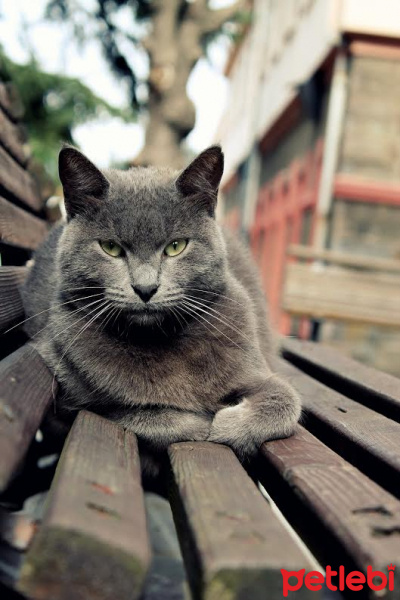 Chartreux, Kedi  Duman fotoğrafı
