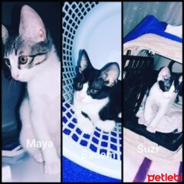 Tekir Kedi, Kedi  Maya badem suzi fotoğrafı