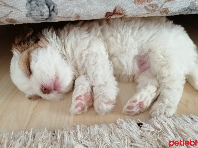 Maltese, Köpek  Dobby fotoğrafı